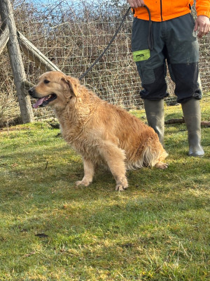 Étalon Golden Retriever - Prada De La Lagune De Montdesir