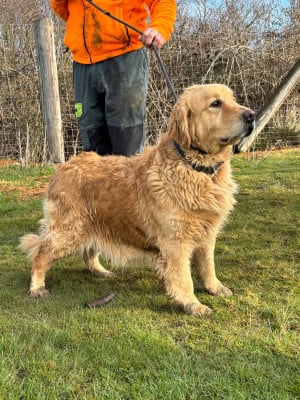 Étalon Golden Retriever - Priska De La Lagune De Montdesir