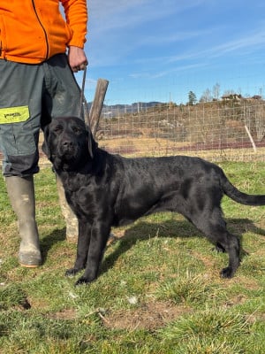 Étalon Labrador Retriever - Sheyenne De sandie landes