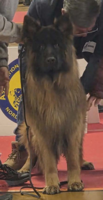 Étalon Berger Allemand Poil Long - Vauban des cascades de lusy