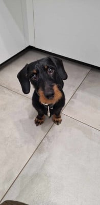 Étalon Teckel poil dur - Tango Du Domaine De Matacharre