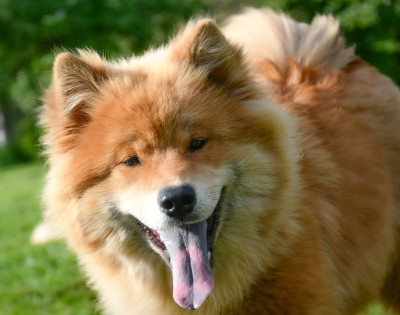 Étalon Eurasier - Valor Du Monde De Gaomi