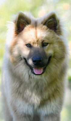 Étalon Eurasier - Agyo Komainu Des Gardiens d'Ysatis