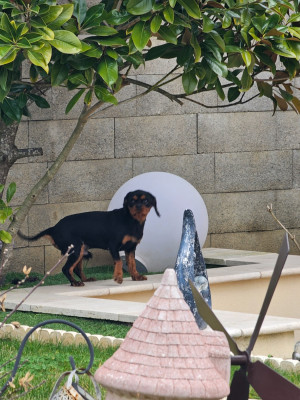 Étalon Cavalier King Charles Spaniel - venom