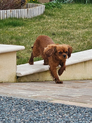 Étalon Cavalier King Charles Spaniel - Vanille (Sans Affixe)