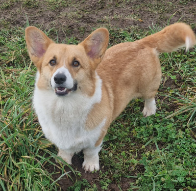 Étalon Welsh Corgi Pembroke - Brissac Classic Viggo (viking)