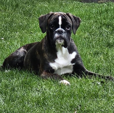 Étalon Boxer - Armanie De La Belgariade