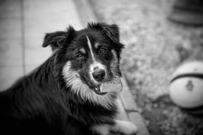 Étalon Berger Australien - Vivre d'Amour Du Petit Mont D'éden