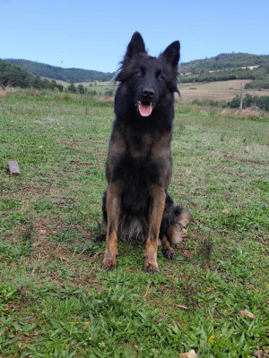 Étalon Berger Belge - T'ultra des crocs du vivarais