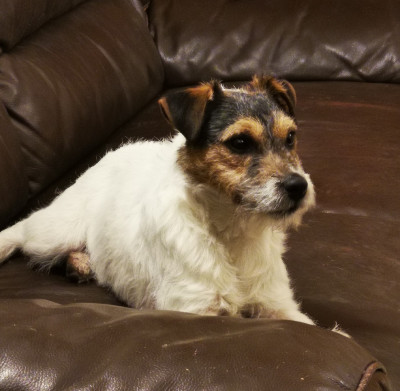 Étalon Parson Russell Terrier - Athos Du site corot