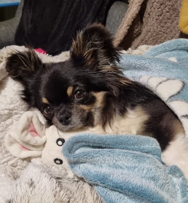 Étalon Chihuahua - Uthopie Du Manoir Du Vauclair