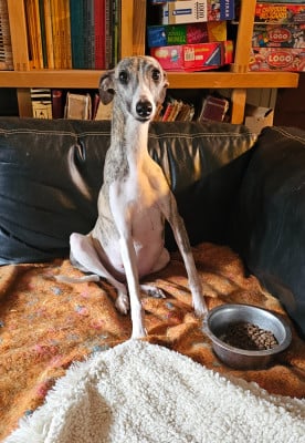 Étalon Whippet - tentation de la casa de rosaspina