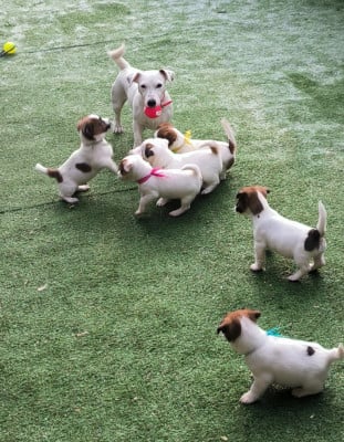 Uguette du Haras des Ifs