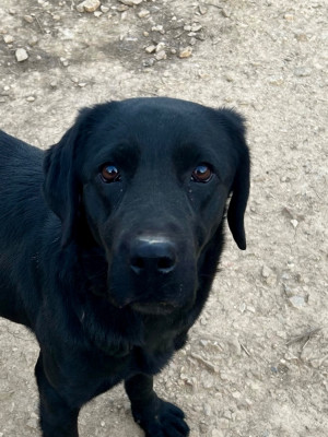 Étalon Labrador Retriever - Uma thurman Des Méandres De La Rouvre