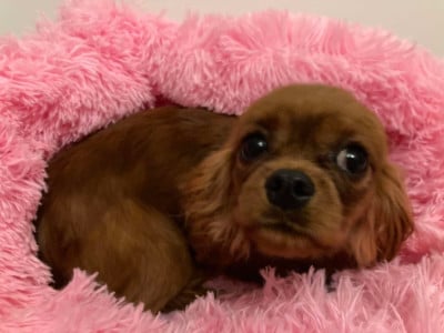 Étalon Cavalier King Charles Spaniel - Verveine du mont d'amour