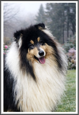 Étalon Colley à poil long - Arsène Lupin du bois des amazones