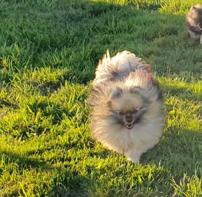 Étalon Spitz allemand - Victoire Des Jardins De Titan