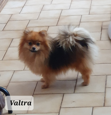 Étalon Spitz allemand - Valtra Des Jardins De Titan