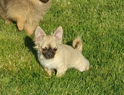 Étalon Chihuahua - Vandy Des Jardins De Titan