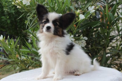 Étalon Epagneul nain Continental (Papillon) - ADORABLE DIVA Of Winner Mistral