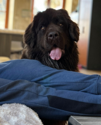 Étalon Terre-neuve - V fidji Des Oursons De L'Aisne