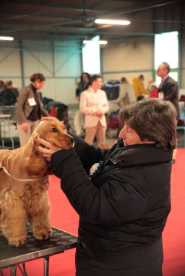 Étalon Cocker Spaniel Anglais - Valentine de l'Orme à Lieue