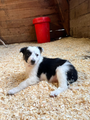 Étalon Border Collie - Badass De La Ferme Des Forestiers