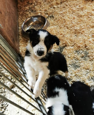 Étalon Border Collie - Boo De La Ferme Des Forestiers