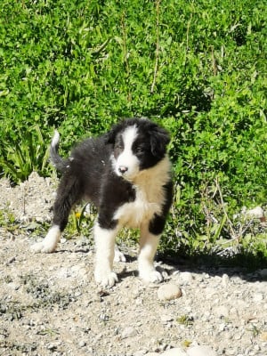 Étalon Border Collie - Aston De La Ferme Des Forestiers