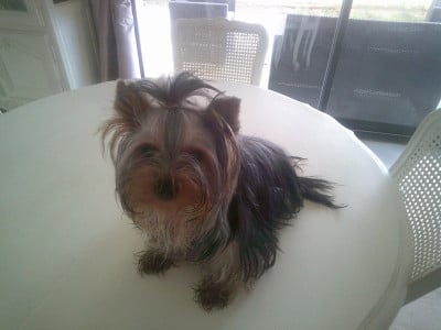 Étalon Yorkshire Terrier - (Sans Affixe) mad square g