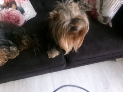 Étalon Yorkshire Terrier - uria thais du clos des trois cèdres (Sans Affixe)