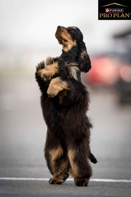 Étalon Cocker Spaniel Anglais - So sweet and Lovely ATLANTIS