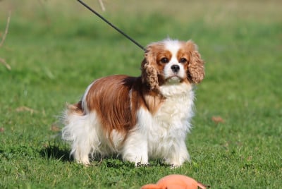 Étalon Cavalier King Charles Spaniel - Valouchka De La Bergerie D'Argent