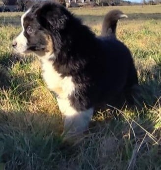 Étalon Berger Américain Miniature - Vitae black and white des menthes sauvages