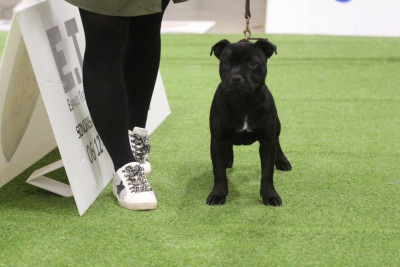 Étalon Staffordshire Bull Terrier - Alive Des Guerriers D'Amour