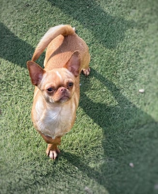 Étalon Chihuahua - Vanilla ice Des Anges De Luna