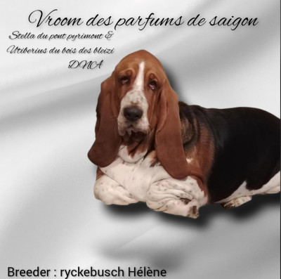 Étalon Basset Hound - Vroom Des Parfums De Saigon