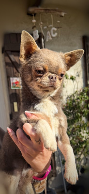 Étalon Chihuahua - tihvinskaya kroha Furor dit aston Martin