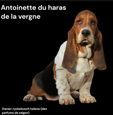 Étalon Basset Hound - Antoinette du Haras de la Vergne