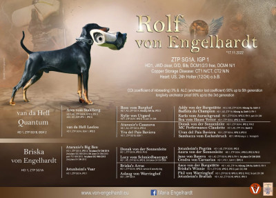 Étalon Dobermann - Rolf von Engelhardt