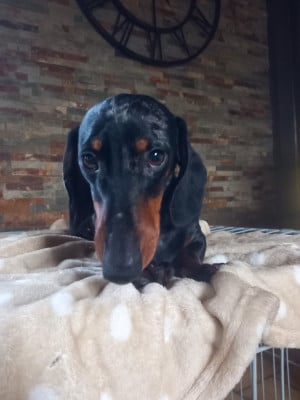 Étalon Teckel poil ras - VALMY du Domaine des Chtitespattes