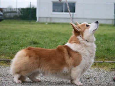 Étalon Welsh Corgi Pembroke - Charly Of Royal Ramonda