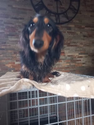 Étalon Teckel poil long - VIANNEY de KER KI DOUAR Titre Initial