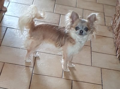 Étalon Chihuahua - Timie Des Jardins De Titan