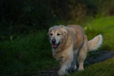 Étalon Golden Retriever - Naïka Des champs perrin