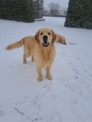 Étalon Golden Retriever - Aimée joli rêve L'Héritage Des Champs
