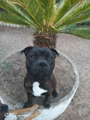 Étalon Staffordshire Bull Terrier - INFINITY KO CARBONARASTAFF Du Temple Des Gladiator'x