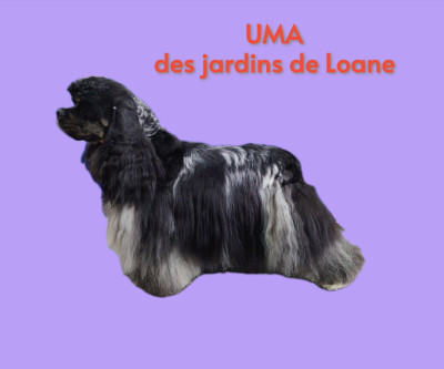 Étalon American Cocker Spaniel - CH. Uma des jardins de Loane