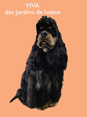 Étalon American Cocker Spaniel - Viva lavie des jardins de Loane