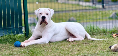 Étalon Dogo Argentino - VITO Des Minis Crottes